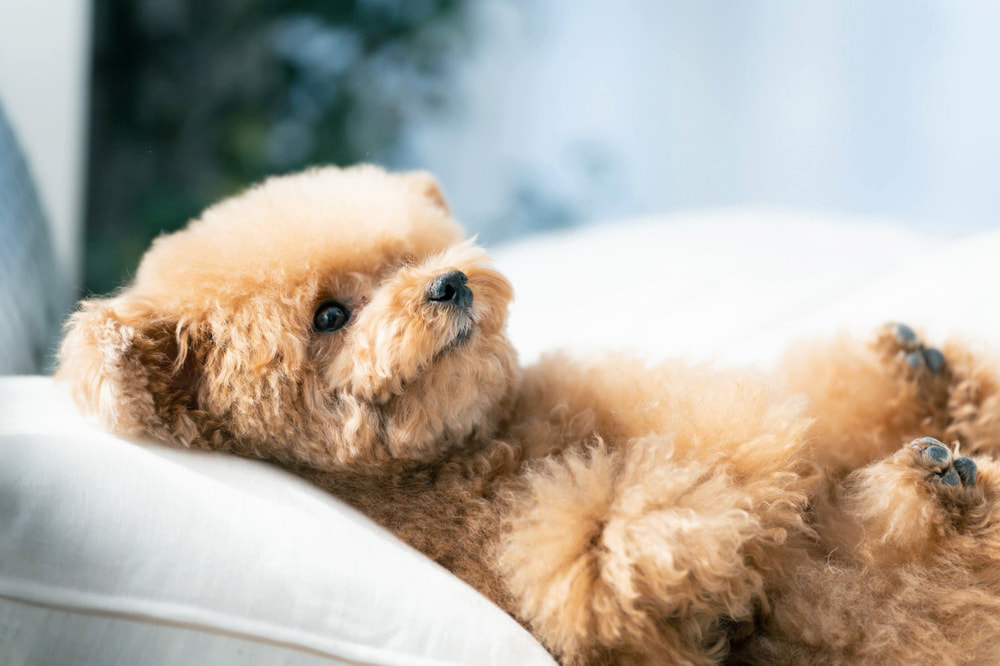 ペット撮影 東京都 荒川区 写真撮影 