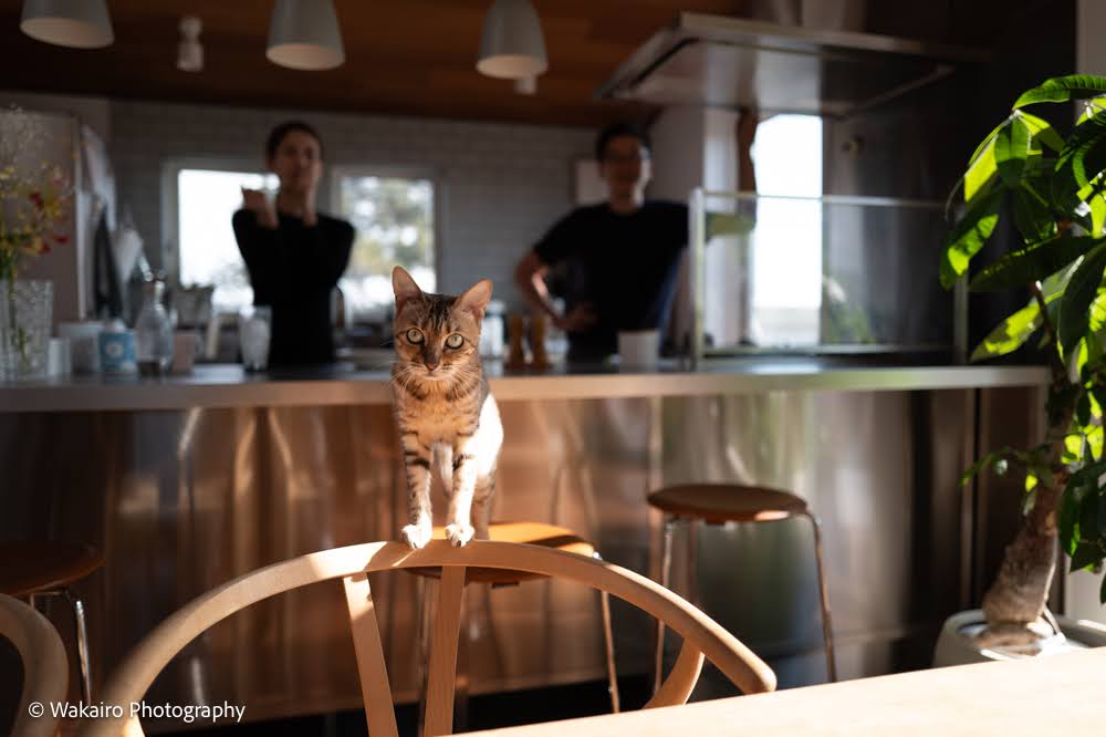 ペット撮影 東京都 荒川区 写真撮影 